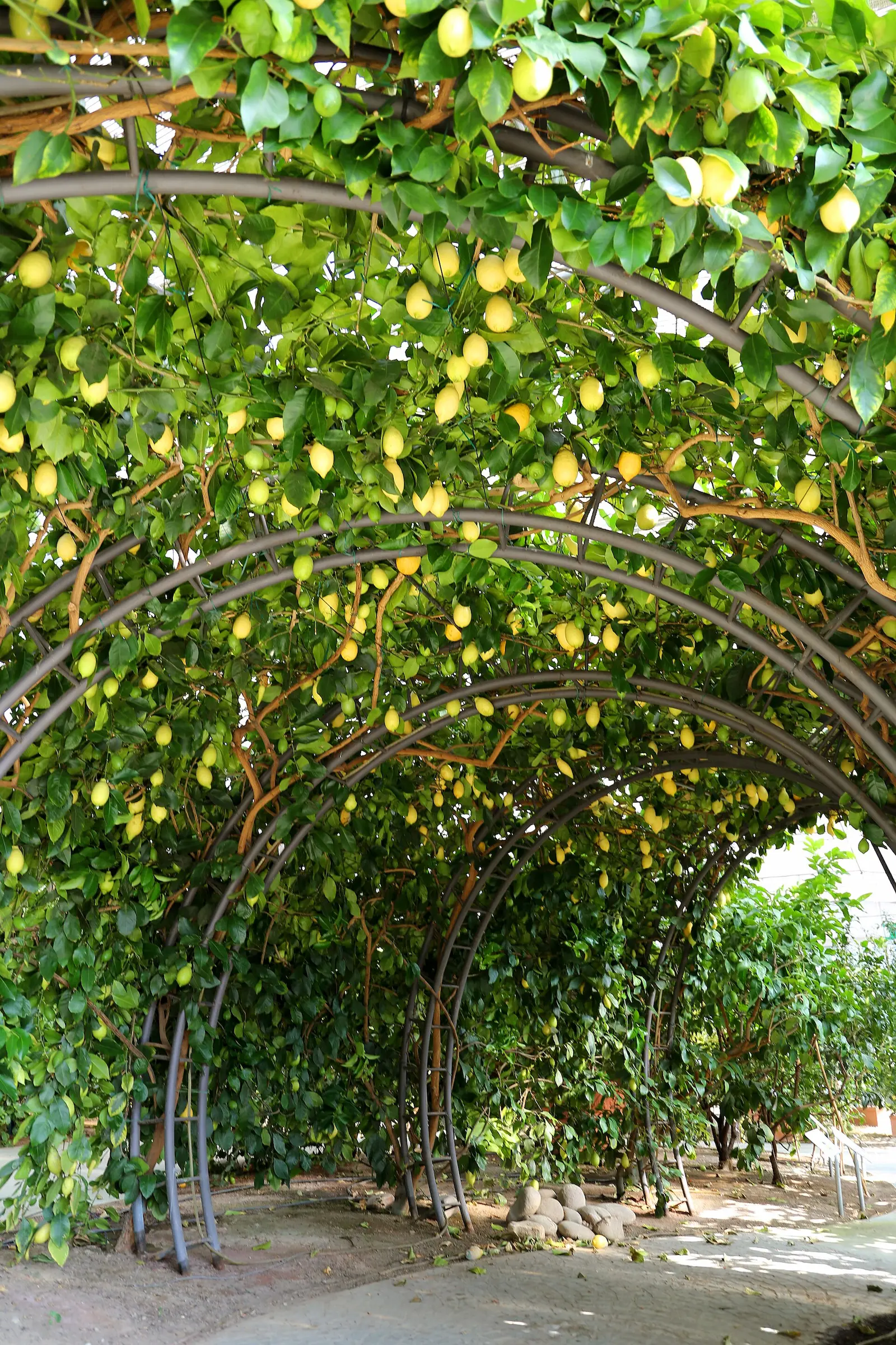 Citronniers chargés de citrons