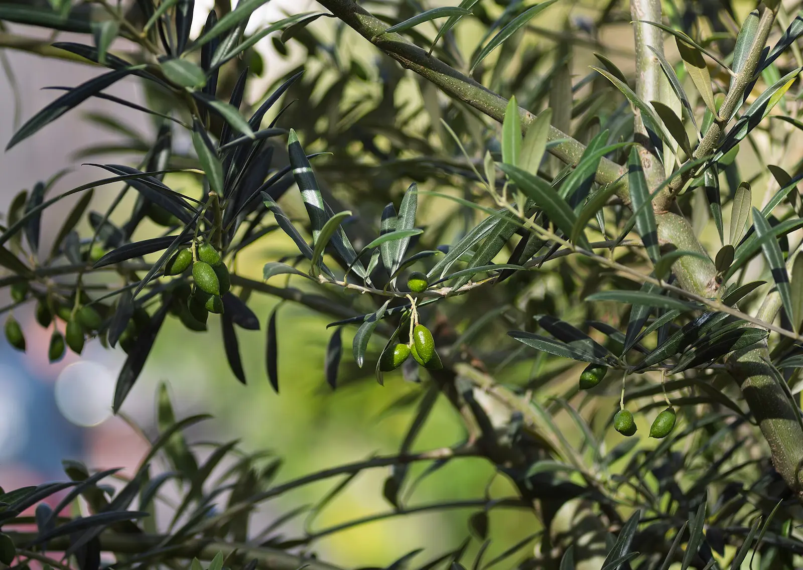 Branche d'olivier et olives vertes